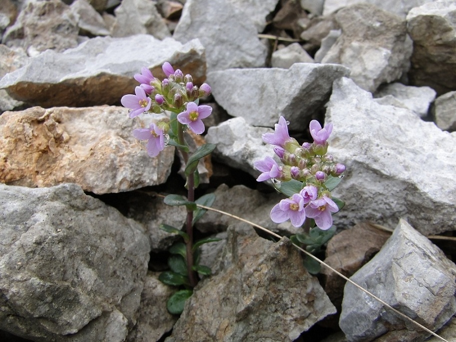 Noccaea rotundifolia (=Thlaspi rotundifolium) / Tlaspi a foglie rotonde